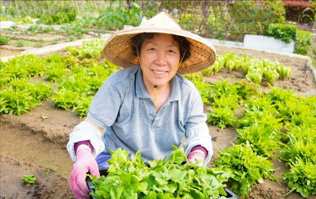 小满过后，这8种蔬菜可以种植，耐高温，7-8月收获，菜农们别错过