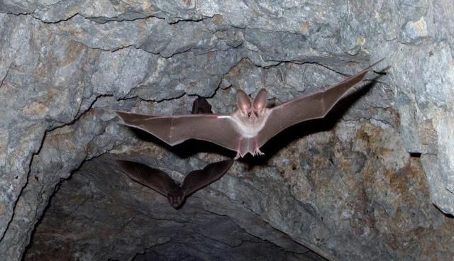 蝙蝠怕什么动物的声音(蝙蝠是恒温动物吗)图1