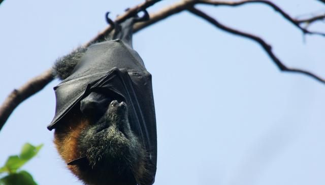 蝙蝠怕什么动物的声音(蝙蝠是恒温动物吗)图3
