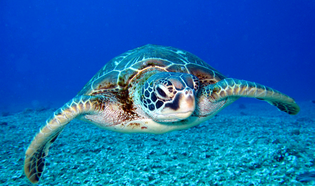 三分钟学会：如何区分海龟与乌龟