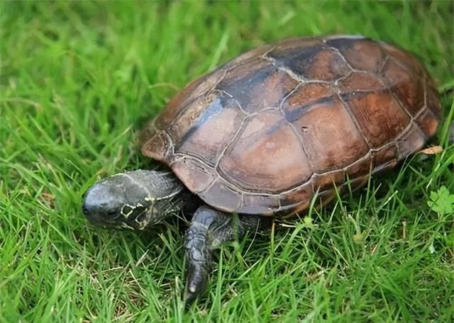 三分钟学会：如何区分海龟与乌龟