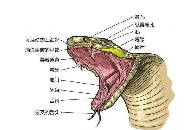 多地“冬蛇出洞”，被人误以为是蛇成精，为什么有的蛇不冬眠了？