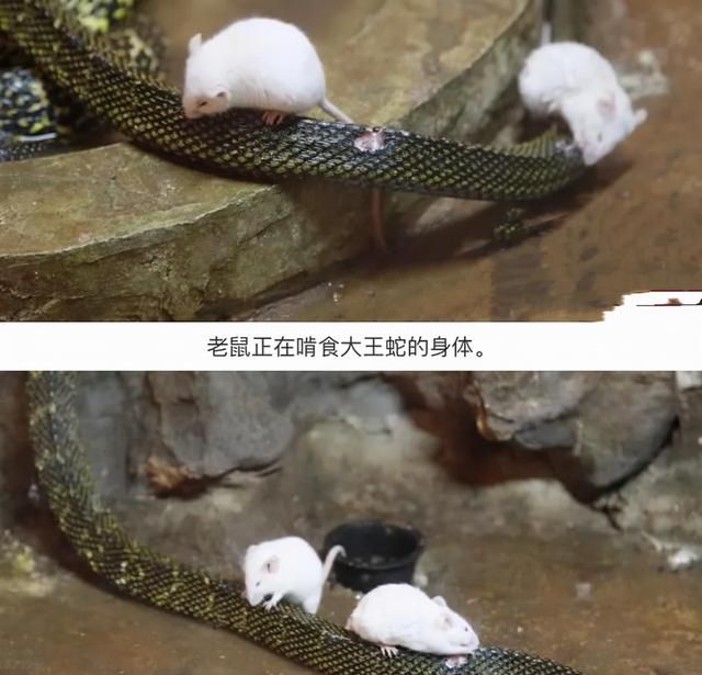 老鼠为什么敢吃蛇，是因为冬眠的蛇“好欺负”？人类可不要去招惹