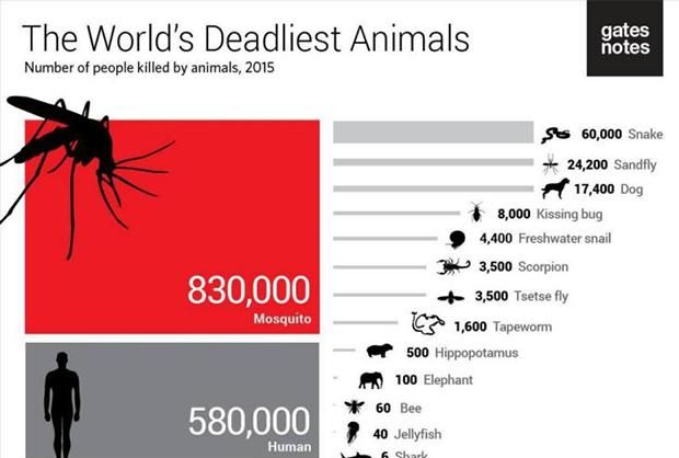 为什么说蚊子是最可怕的动物(蚊子为什么不害怕大的动物)图1