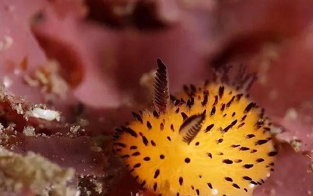 海洋之羊：小绵羊海蛞蝓的生态探秘