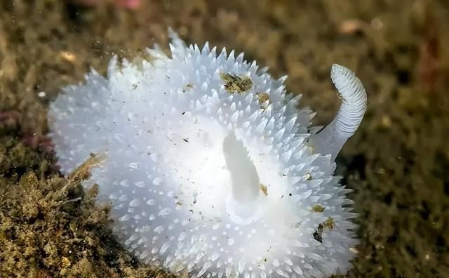 海洋之羊：小绵羊海蛞蝓的生态探秘