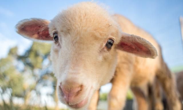 醇鲜然羊大师：你知道为什么羊的眼睛是长方形的吗？