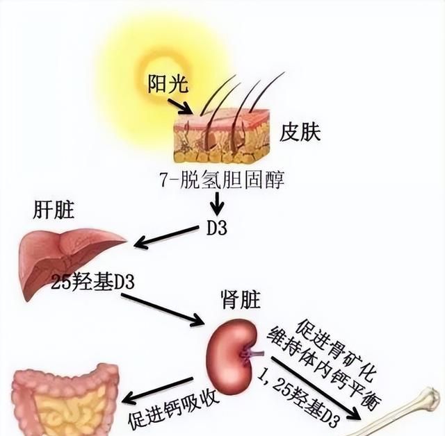 隔着玻璃晒太阳能补钙吗？只会让你“晒黑”