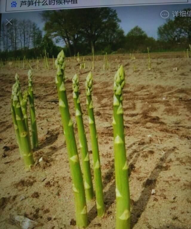 芦笋什么时候种植,芦笋种子种植方法图3