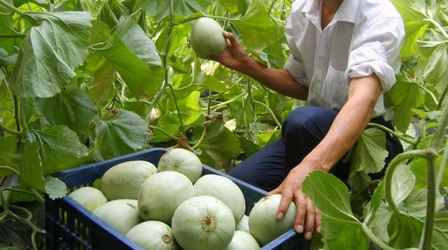 《本草纲目》称甜瓜味甘于诸瓜，故得甘甜之名，消暑，解渴，利尿