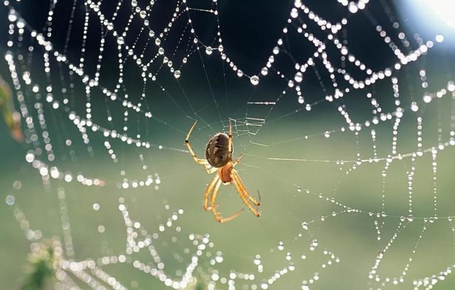 蜘蛛为什么不会粘在自己织的网上？它的智慧，适应在生活各方面