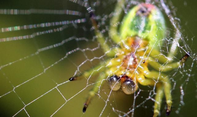 蜘蛛为什么不会粘在自己织的网上？它的智慧，适应在生活各方面