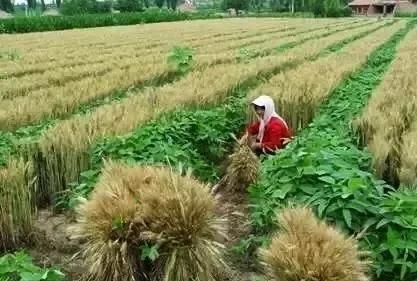 如何种植蚕豆的正确方法(蚕豆种子种植)图8