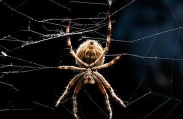 怕蜘蛛的人是什么心理(从小怕蜘蛛是什么心理)图1