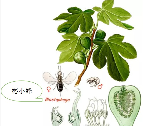 无花果放久了还能吃吗，无花果空心了还能吃吗图3