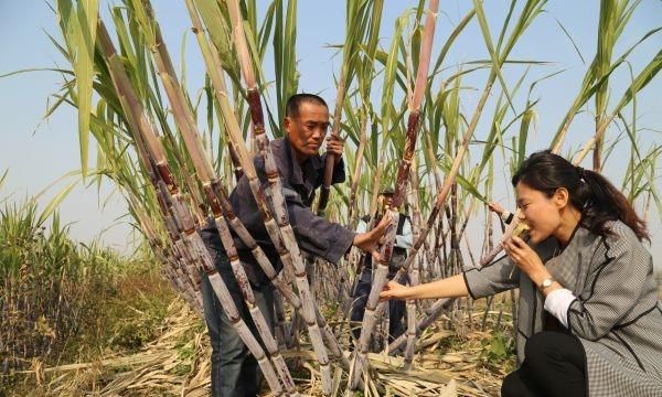 如何种甘蔗(如何种甘蔗最佳时机在哪个季节)图7