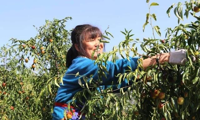 怎么样种植冬枣让冬枣更甜,冬枣的种植方法和技巧图3