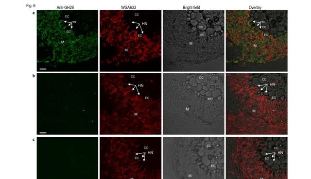 兰州大学生态学院研究团队揭示果胶酶在共生过程中的作用