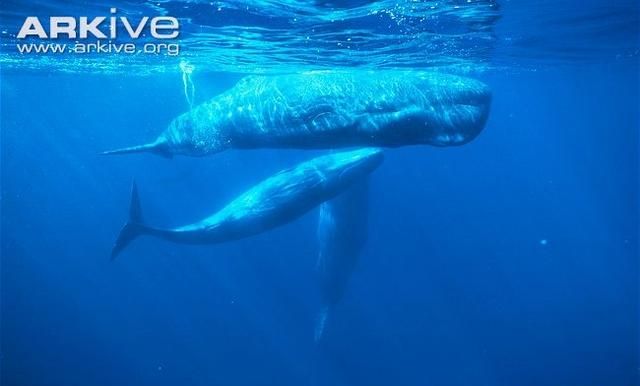 鲸鱼是什么动物(动物鲸鱼)图1