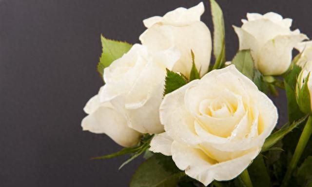 白玫瑰花语每朵代表什么