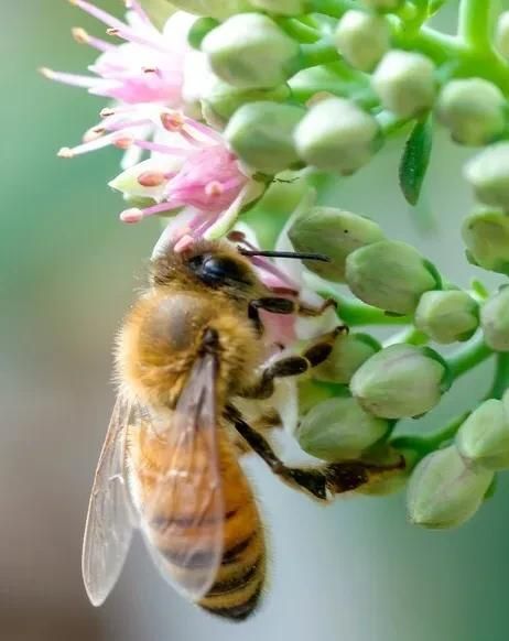 蜜蜂如何采集花蜜酿蜂蜜(蜜蜂怎么知道哪里有花蜜可以采)图2