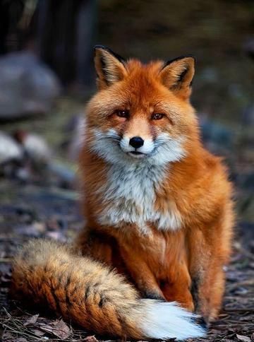 被誉为聪明有灵性的动物，常居树洞或土穴中，狐狸到底有什么特别