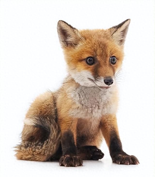 被誉为聪明有灵性的动物，常居树洞或土穴中，狐狸到底有什么特别