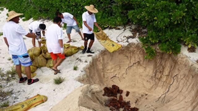 “魔鬼海星”不能吃，我们该如何对付这群“珊瑚杀手”？