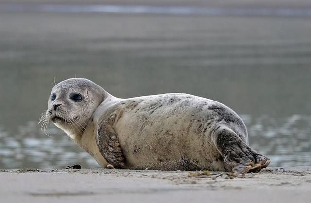 海豹、海狮、海象、海狗、海牛傻傻分不清楚，你能分得清吗？