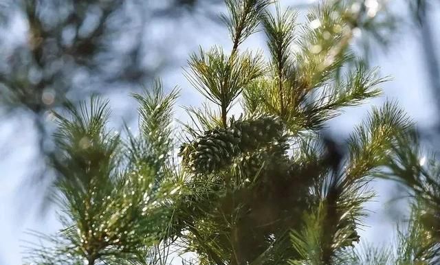 野生百年红松，52年才结一次果！个大，皮薄，超好剥，过齿留香