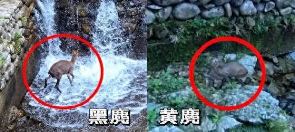 上岸啦！蓝朋友花式“捞回”野生小淘气