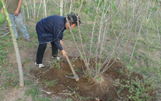 全株含毒的木薯，却被称为“淀粉之王”，养活全球6亿人