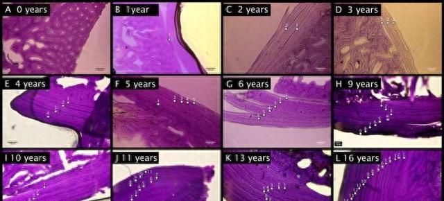 科学家发现最年长的欧洲刺猬，16岁的它为何对刺猬保护至关重要？