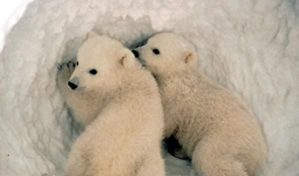 不会冬眠的熊，在本世纪末可能将要灭绝