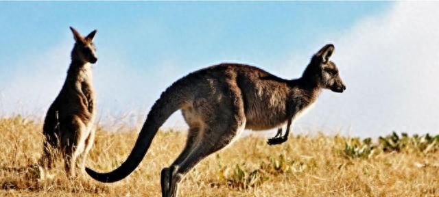 分娩前三天仍可以交配！澳大利亚黑尾袋鼠，繁殖过程有多奇特？