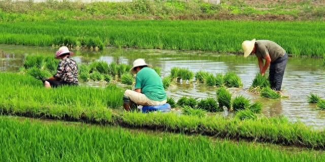 防治水稻恶苗病有哪些技巧？哪些药物能够防治水稻恶苗病？