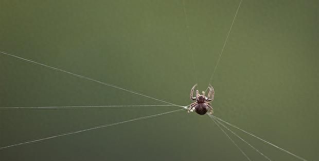 蜘蛛结网时，第一根线是怎么到另一边的？