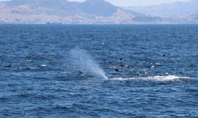 虎鲸海洋霸主地位遭挑战，领航鲸围殴虎鲸，迫其让出地盘交出猎物