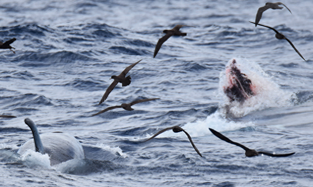 虎鲸海洋霸主地位遭挑战，领航鲸围殴虎鲸，迫其让出地盘交出猎物