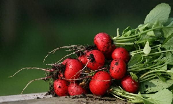 番茄vs圣女果、白菜vs娃娃菜……到底哪一种营养更好？