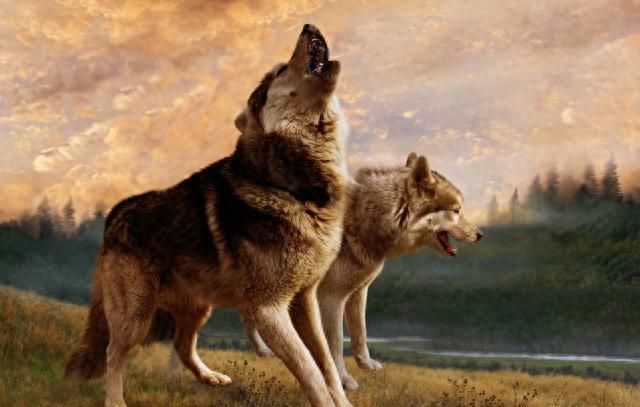 两狼争妇一死一逃 受伤母狼为腹中子定居猎人村中 疑案从此发生
