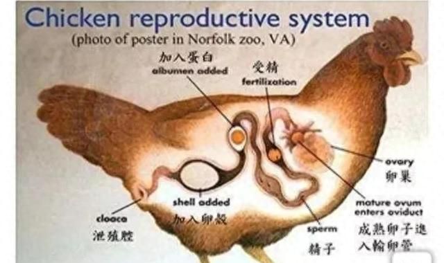 动物，没有雄性配合雌性不能生育，但母鸡不需要公鸡为啥还能生蛋