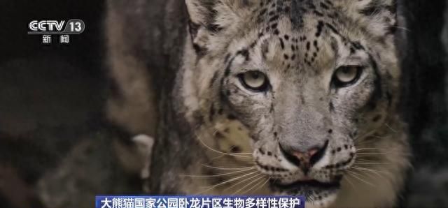 你知道大熊猫“上铺的兄弟”是谁吗？探秘卧龙保护区“双旗舰物种”模式→