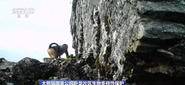 你知道大熊猫“上铺的兄弟”是谁吗？探秘卧龙保护区“双旗舰物种”模式→