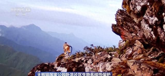 你知道大熊猫“上铺的兄弟”是谁吗？探秘卧龙保护区“双旗舰物种”模式→