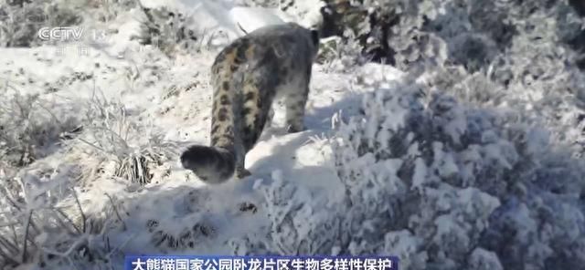 你知道大熊猫“上铺的兄弟”是谁吗？探秘卧龙保护区“双旗舰物种”模式→