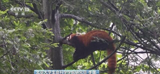 你知道大熊猫“上铺的兄弟”是谁吗？探秘卧龙保护区“双旗舰物种”模式→