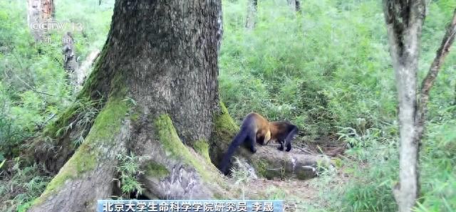 你知道大熊猫“上铺的兄弟”是谁吗？探秘卧龙保护区“双旗舰物种”模式→