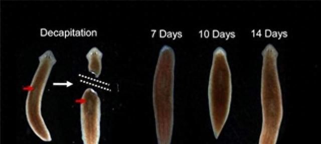再生功能极为强大的涡虫：四肢被切可快速生长，人类可以吗？