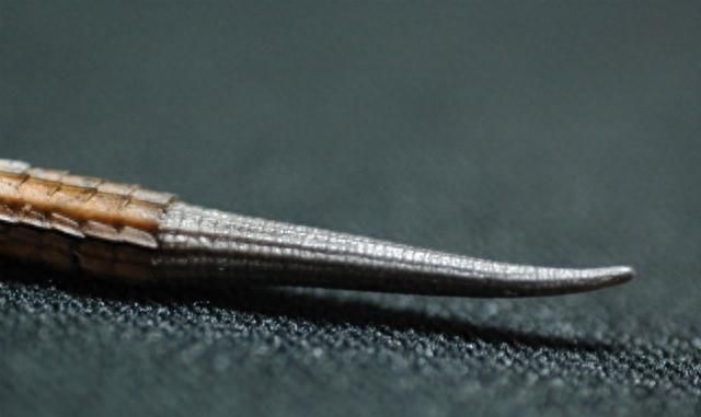 再生功能极为强大的涡虫：四肢被切可快速生长，人类可以吗？